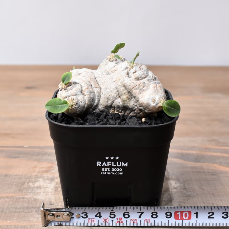 パキポディウム ブレビカウレ　恵比寿笑い パキポディウム ブレビカウレ 