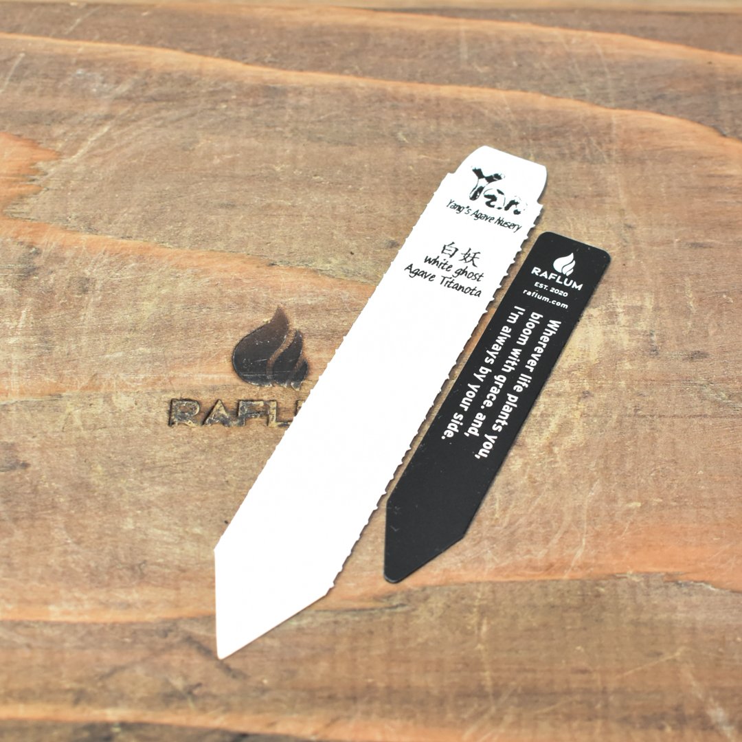 アガベ チタノタ 