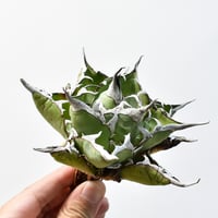 アガベ チタノタ 