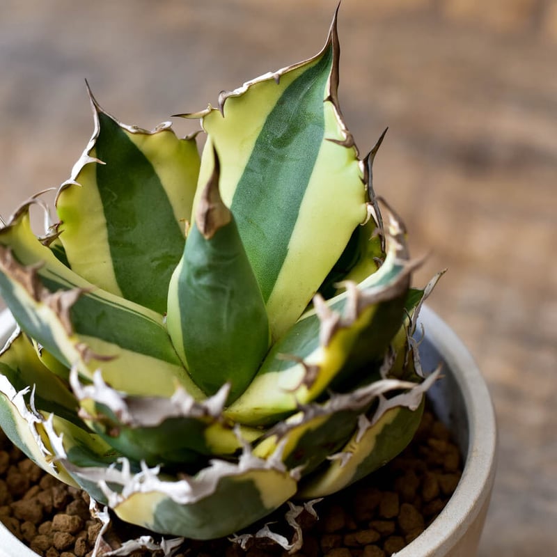 Agave titanota Snaggle Tooth スナグルトゥース