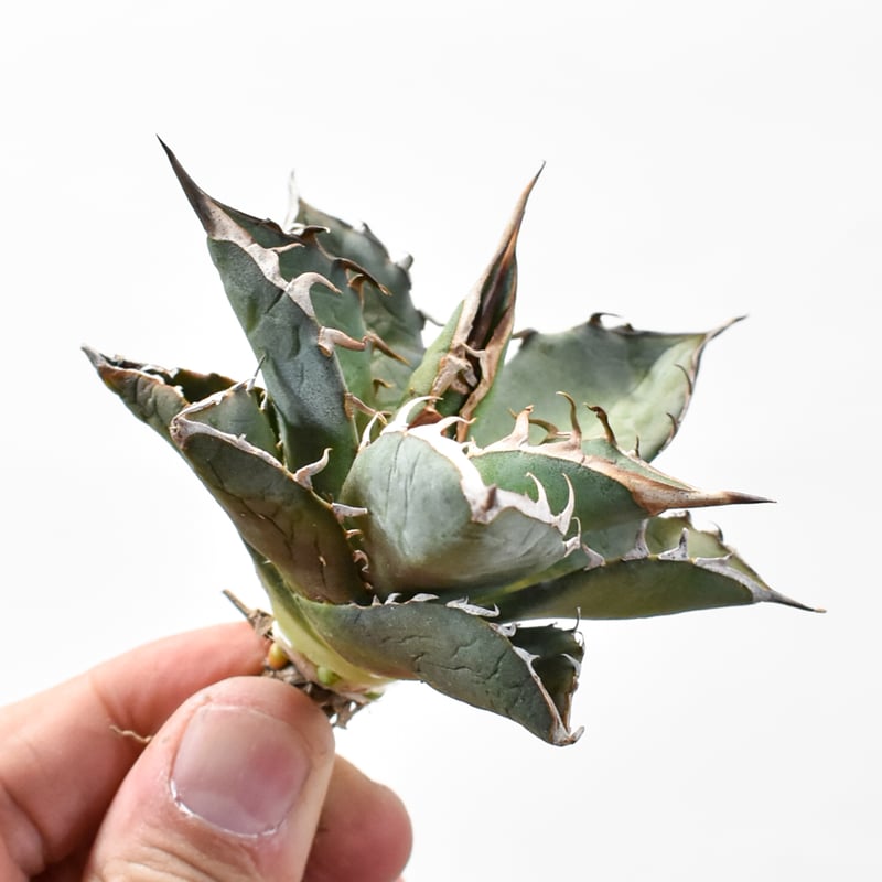 国内実生最高峰】アガベ オテロイ【OSPセレクト株 / 抜き苗