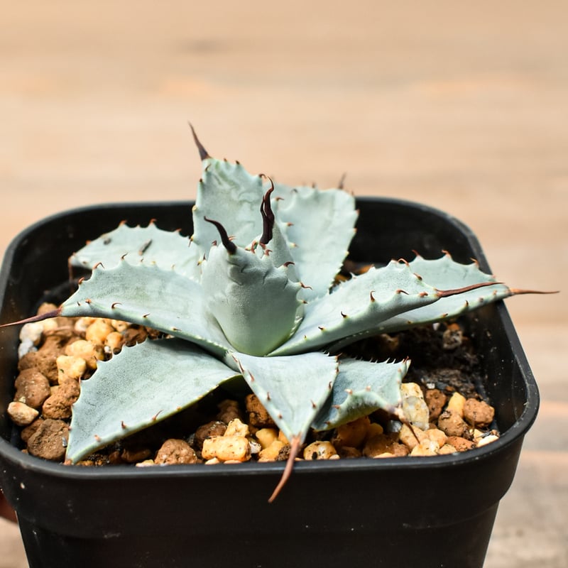 アガベ ハイブリット 日系イシスメンシス×象牙妖炎（陽炎エボリ