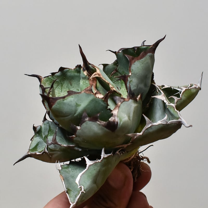 アガベ チタノタ　ブラックアンドブルー　ＢＢ アガベ チタノタ ブラックアンドブルー Agave titanota