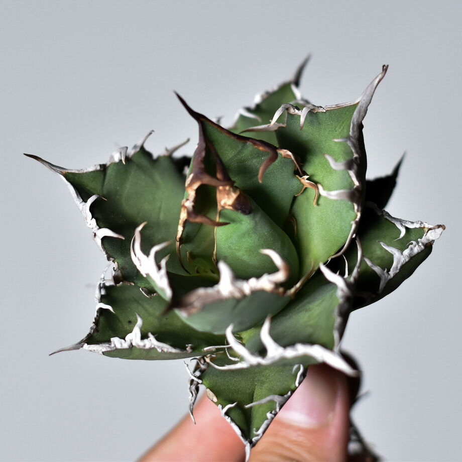 アガベ チタノタ シーザー　抜き苗 アガベ チタノタ シーザー (抜き苗販売) RF22677 | RAFLUM