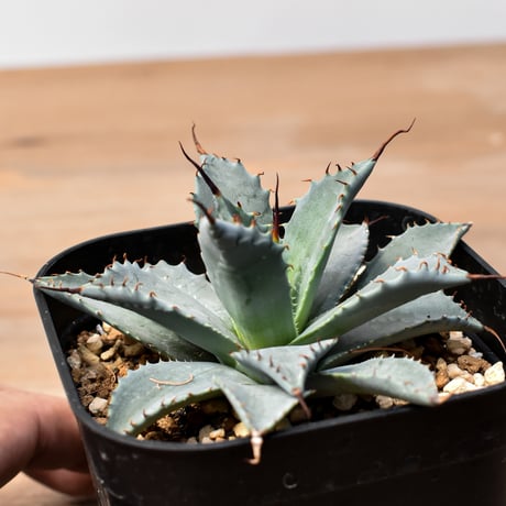 アガベ ハイブリット 日系イシスメンシス×象牙妖炎（陽炎エボリ）【台湾botanical_seeker産】RF25011393