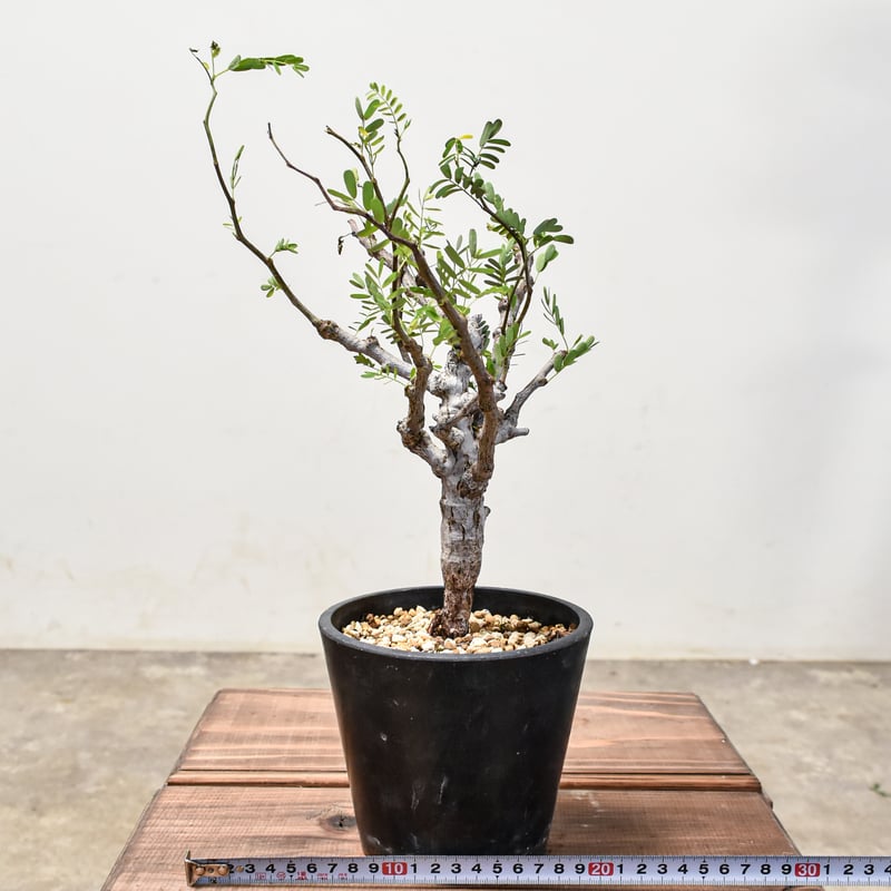 センナ メリディオナリス SM10] センナメリディオナリス | KANIK