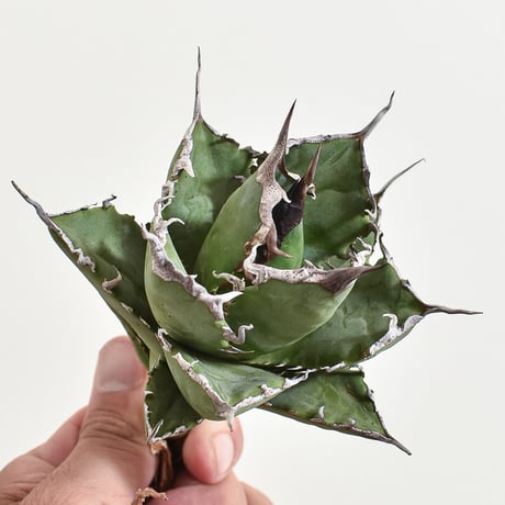 アガベ チタノタ "黒犀牛"   【台湾 Shi-hao産/抜き苗販売/中株】SH2402501(T)