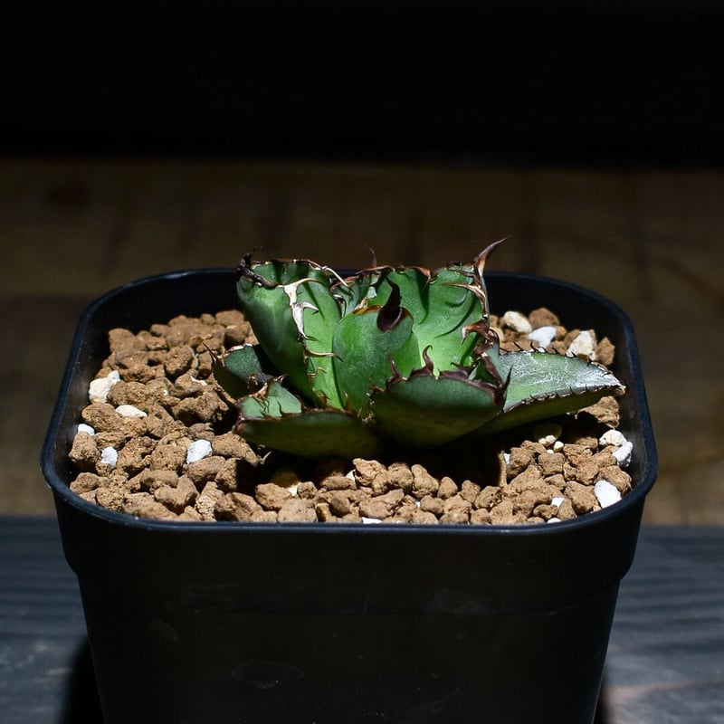 アガベ チタノタ No.007 子株 Agave titanota(アガベ チタノタ ) #CS