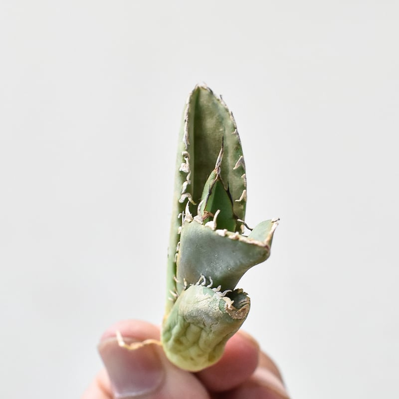 アガベ チタノタ クラブ 