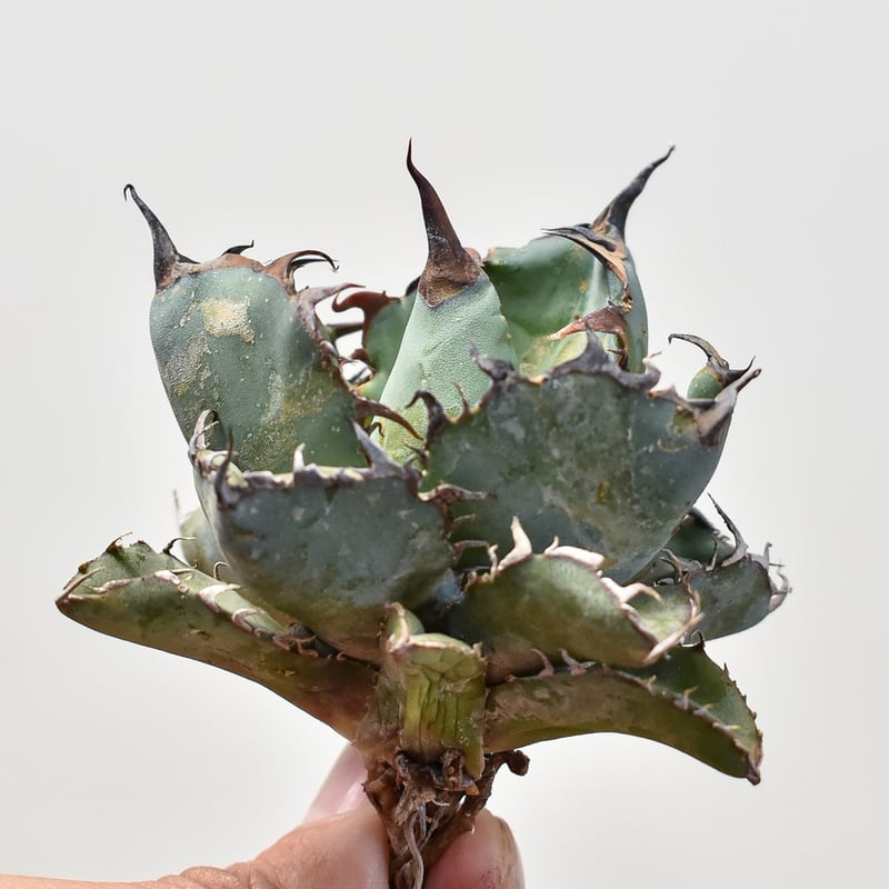 アガベ チタノタ ブラックアンドブルー / BB 藍球 【台湾産/抜き苗販売