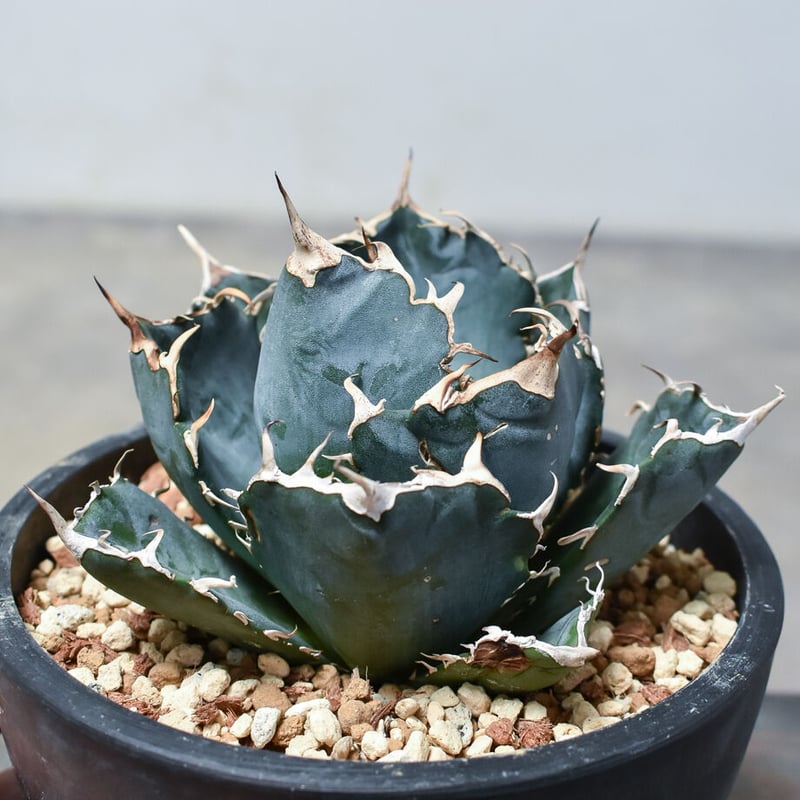 アガベ チタノタ 