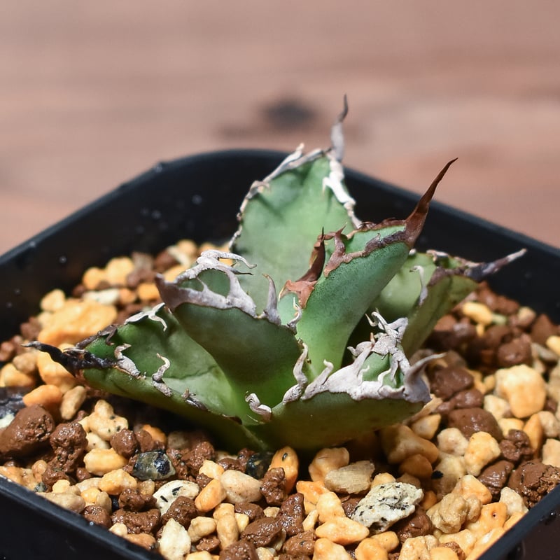 【スーパーチタノタ】CACUTUS GREEN血統、直子発根済み株 スーパーチタノタ】CACUTUS GREEN産、直子、発根済み子株