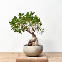 ボスウェリア ネグレクタ 【現地球/発根済み】HK2409038 | RAFLUM