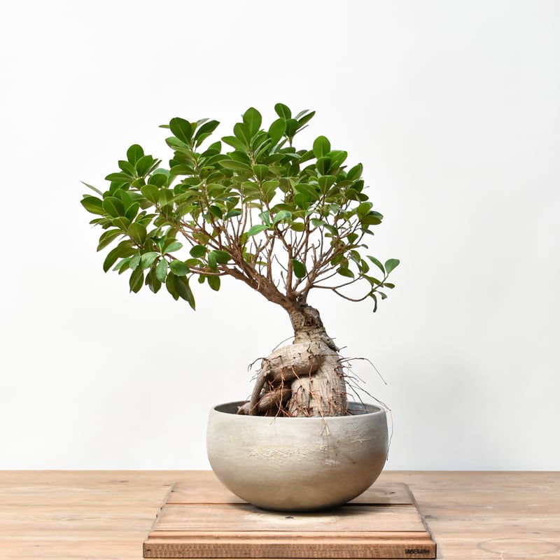 RAFLUMコレクション】フィカス ミクロカルパ 