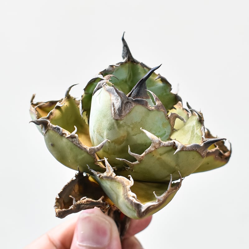 アガベ チタノタ ブラックアンドブルー / BB 藍球 【台湾 dragon agave