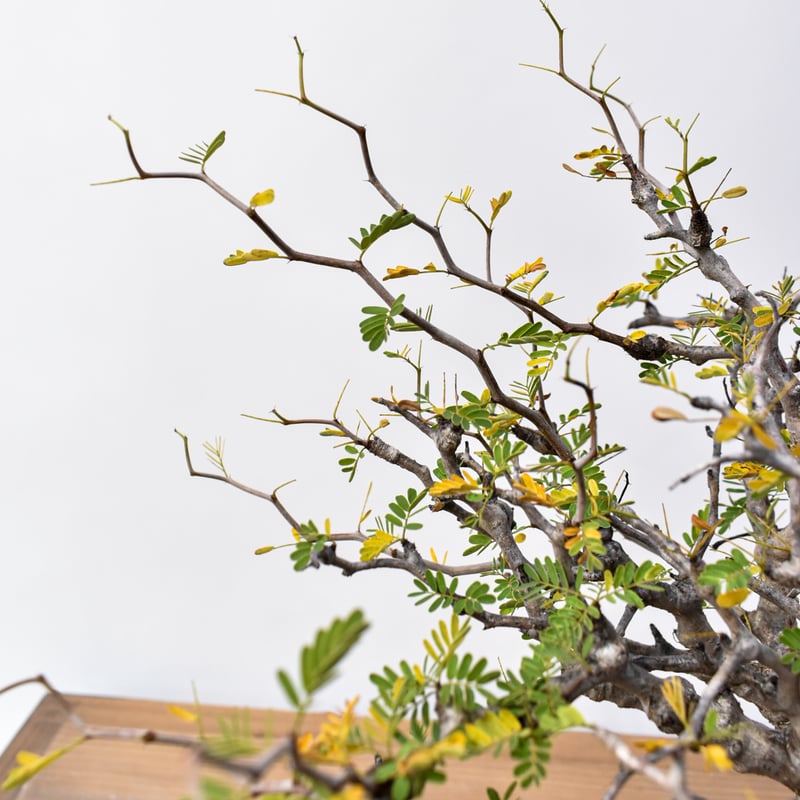 センナ メリディオナリス 