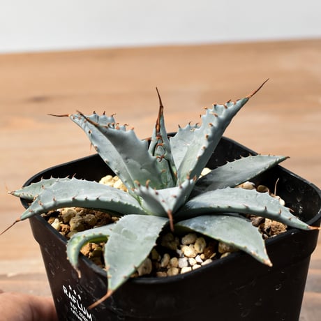 アガベ ハイブリット 日系イシスメンシス×象牙妖炎（陽炎エボリ）【台湾botanical_seeker産】RF25011409