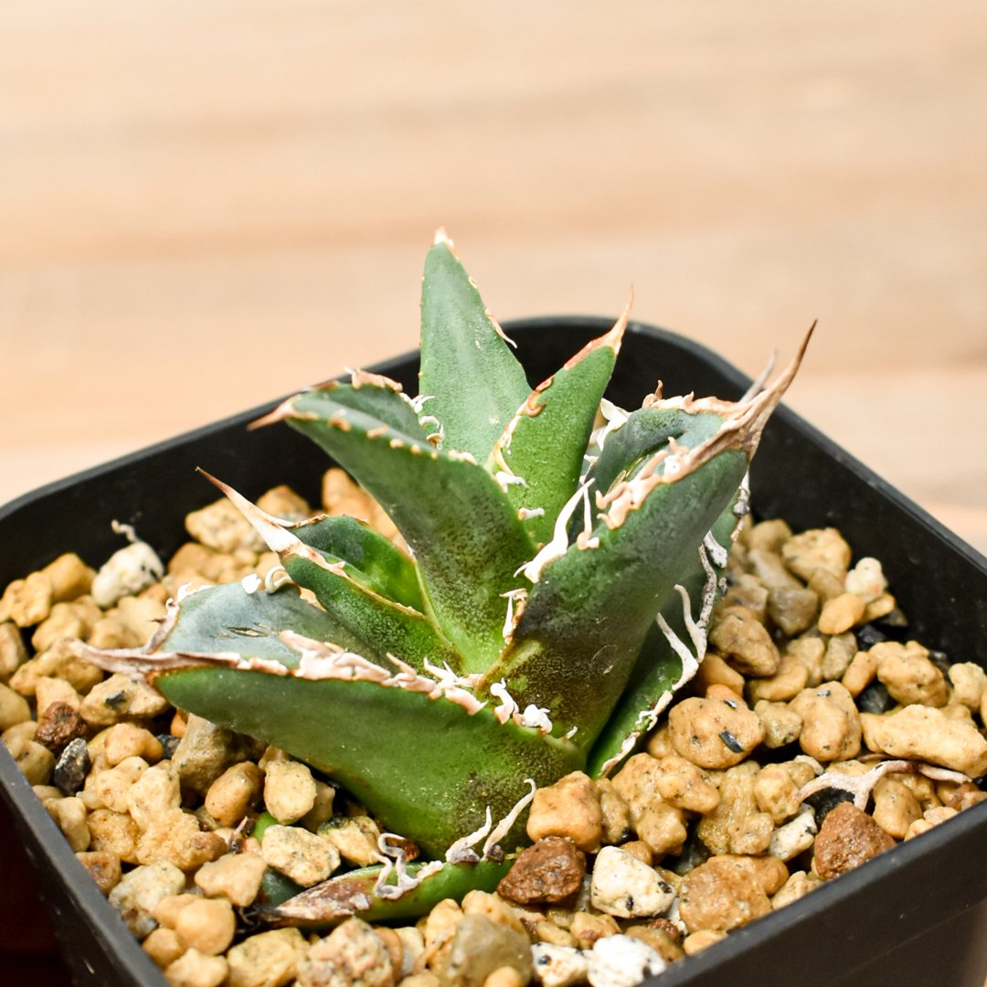 RAFLUMコレクション】アガベ チタノタ タンク 