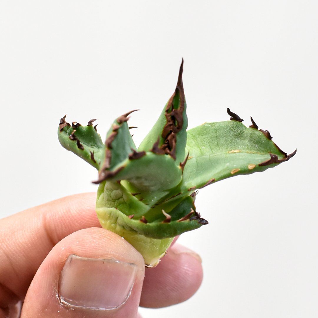 アガベ Dennis 翼龍 / チタノタ プテラノドン 【台湾DENNIS産/抜き苗