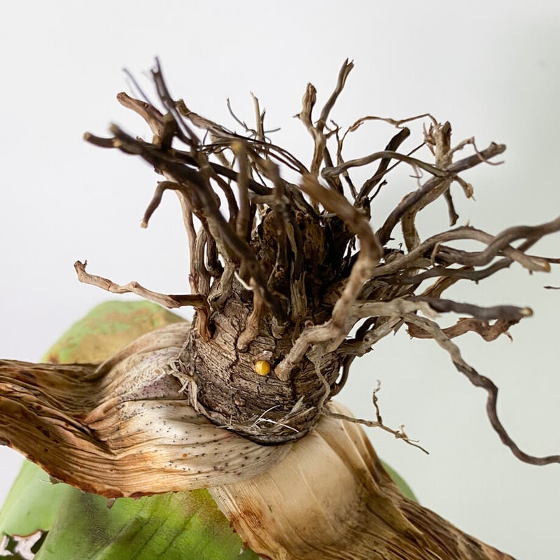 アガベ チタノタ FO-076 OLD （抜き苗販売）RF22836 | RAFLUM / ラ