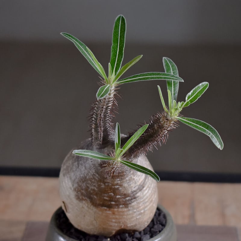 チタノタ シーザーA（アガベ パキポディウム グラキリス パキプス オテロイ パキポディウム グラキリス gracilius アガベ チタノタ オテロイ