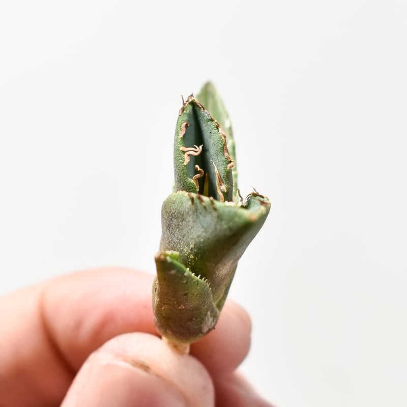 アガベ チタノタ 大黄蜂 バンブルビー OC 親株 【Priki Plants】 アガベ チタノタ 大黄蜂【529】 | PROTOLEAF プロトリーフ