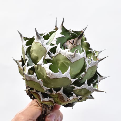 観葉植物アガベグアダラハラナドワーフ台湾産 観葉植物アガベグアダラハラナドワーフ台湾産