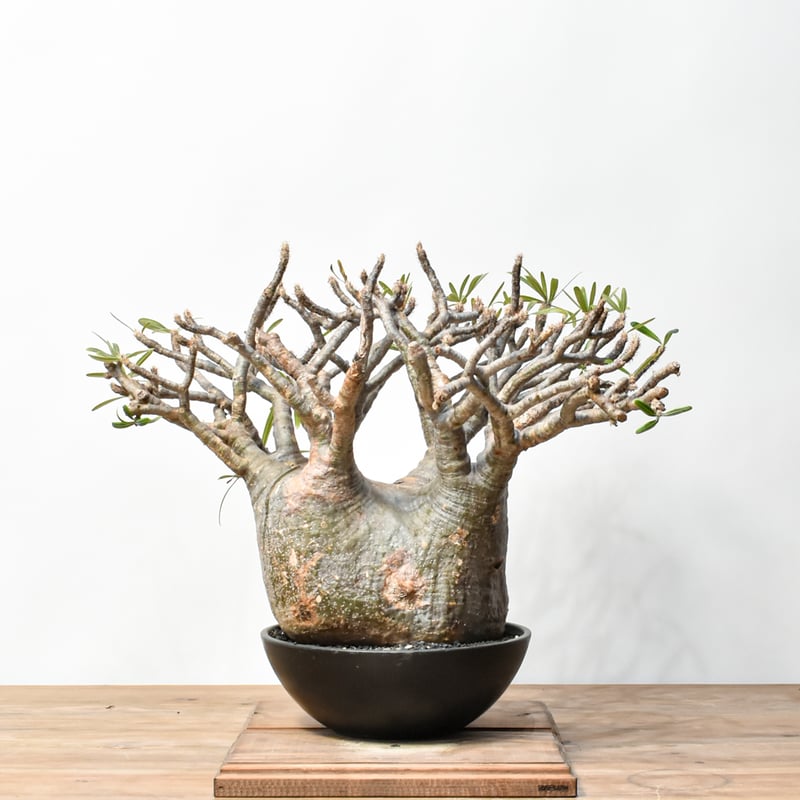 RAFLUMコレクション】パキポディウム グラキリス 