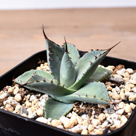アガベ ハイブリット 曙光 ×（パラサナ、イシスメンシス）【台湾botanical_seeker産】C RF25011574