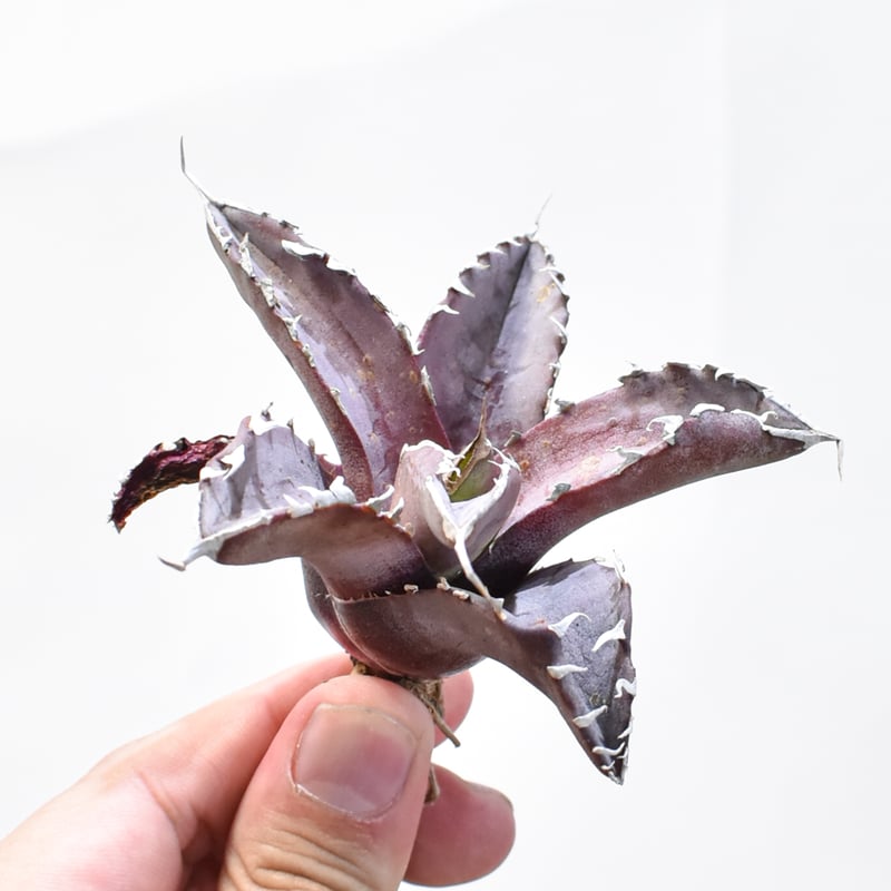 レア品種】アガベ チタノタ WANDA / 汪達【台湾 dragon agave産/抜き苗/