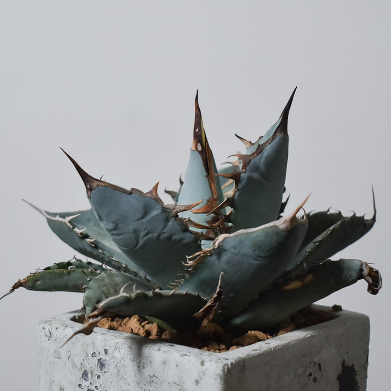 稀少高騰品種】強棘白火焔 × 特白ホワイトアイス hyb 特選