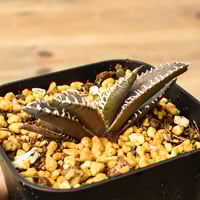 アガベ チタノタ シーザー (発根済み) RF22676 | RAFLUM / ラフラム｜東