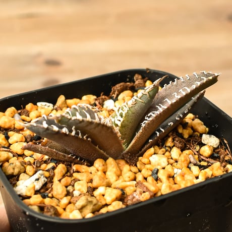 台湾ゴジラ | STORES