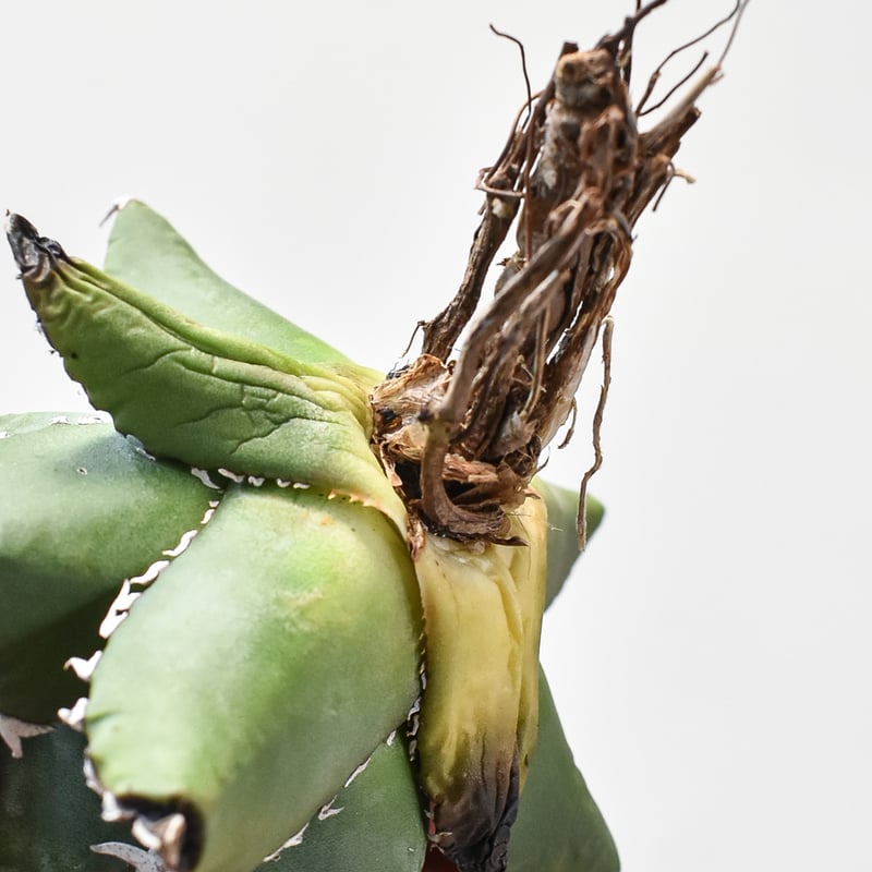 アガベ チタノタ ソーラーエクリプス 