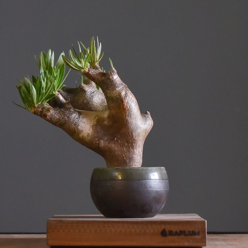 パキポディウム イノピナツム 【 大人気！横長樹形が絶妙