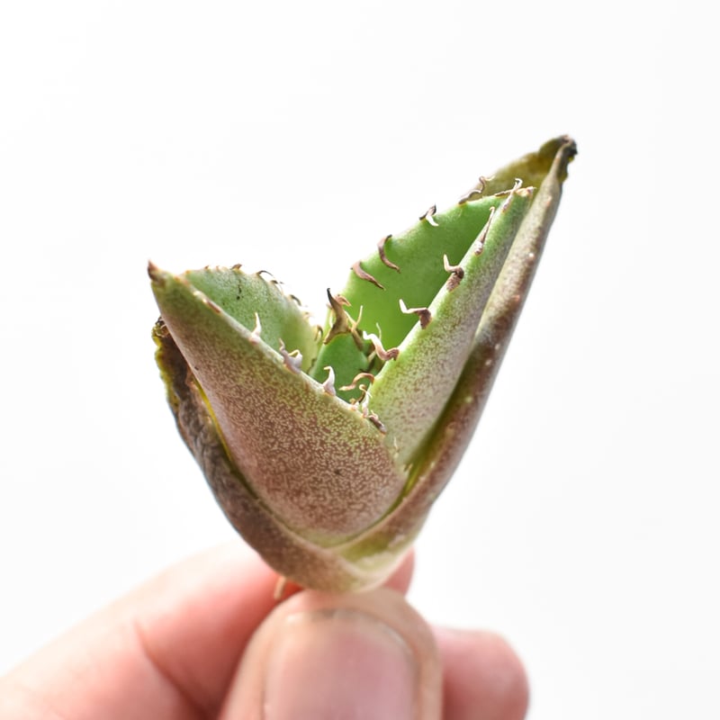 アガベ チタノタ 大黄蜂 バンブルビー OC 親株 【Priki Plants】 アガベ チタノタ 大黄蜂【529】 | PROTOLEAF プロトリーフ