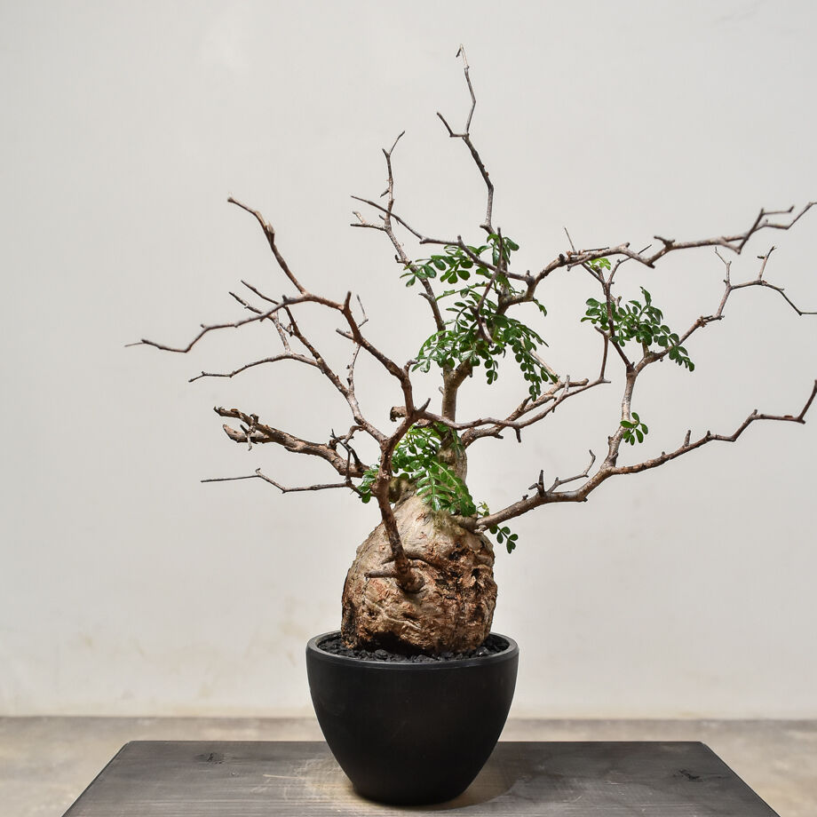 オペルクリカリア パキプス （発根済み）RF231574 | RAFLUM / ラフラム