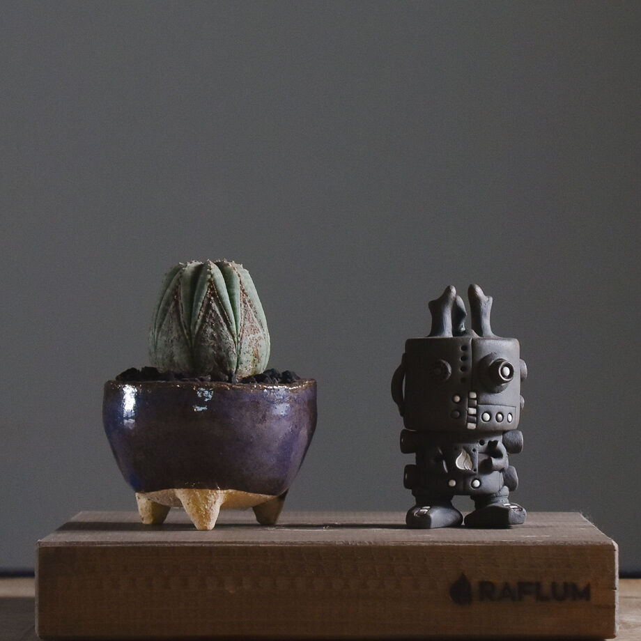 ユーフォルビア オベサ /オールド オベサ【根強い人気！！木質化の