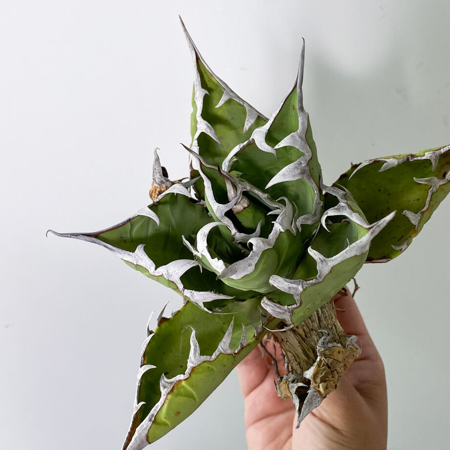 アガベ fo076 old チタノタ　オールド アガベ チタノタ FO-076 OLD （抜き苗販売）RF22836 | RAFLUM / ラ