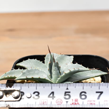 アガベ ハイブリット 日系イシスメンシス×象牙妖炎（陽炎エボリ）【台湾botanical_seeker産】RF25011374