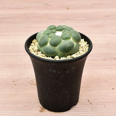 コリファンタ 刺無象牙丸 【カキ仔】RFHK-301