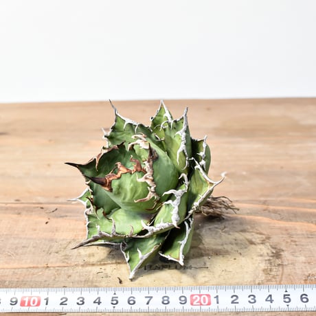 アガベ チタノタ 精品シーザー / 精品凱撒  【台湾 dragon agave産/中株/抜き苗】C101