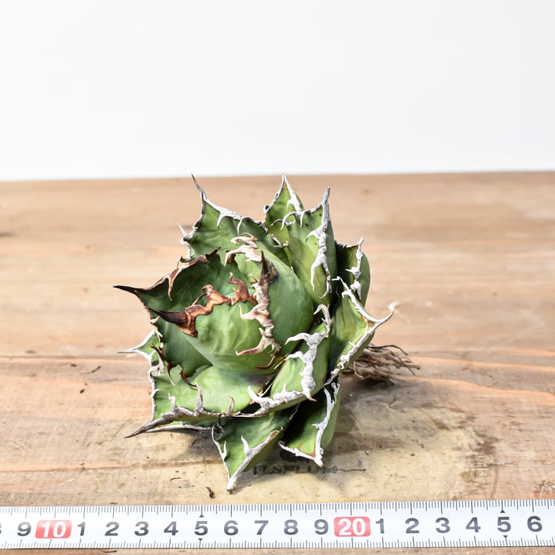 アガベ チタノタ 精品シーザー / 精品凱撒 【台湾 dragon agave産/中株