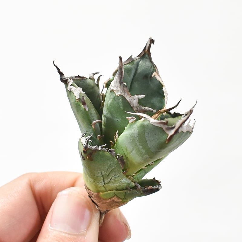 アガベ 親株出品 ドラゴンアガベ 黒犀牛 大株 アガベ 親株 ドラゴンアガベ 黒犀牛 大株 BAB-EL-KHAIR_JP