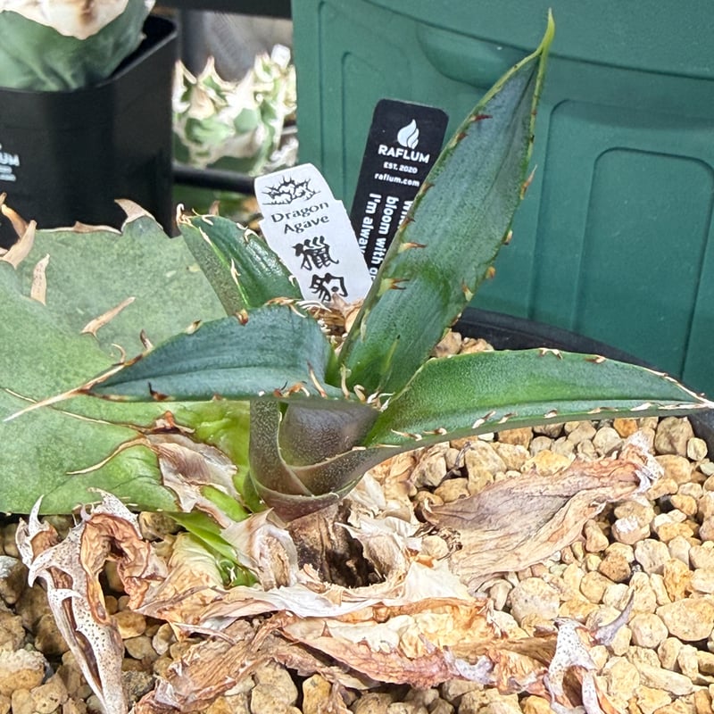 アガベ チタノタ チーター 