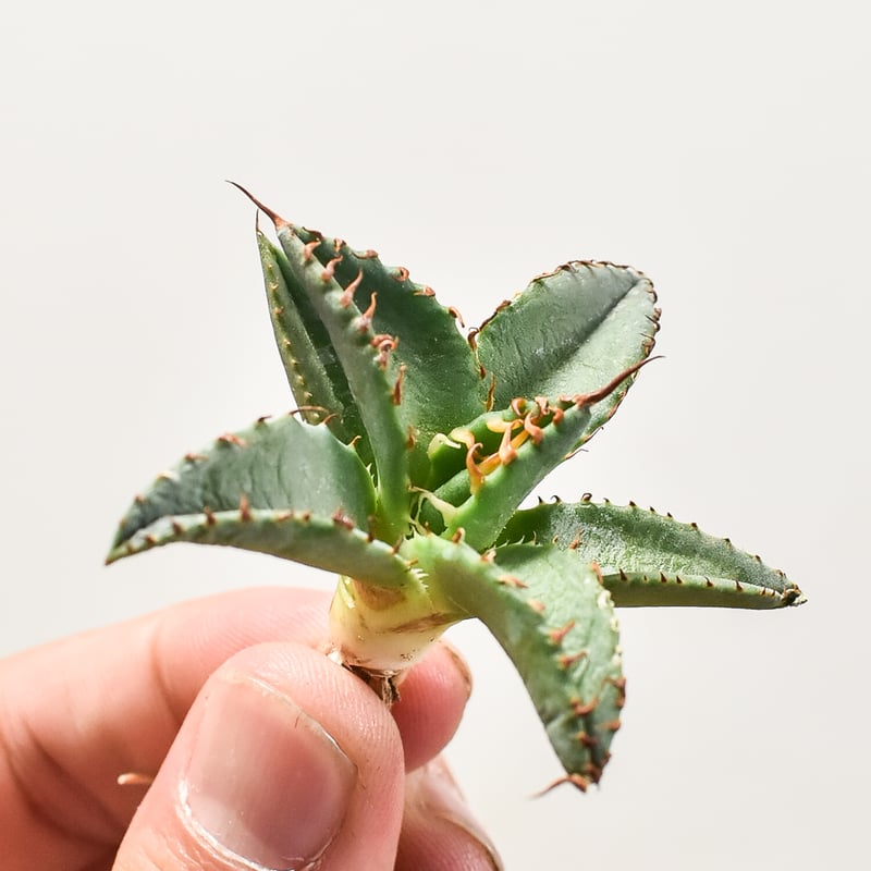 アガベハイブリッド BB×エボリスピナ仔株（ジェレミー株