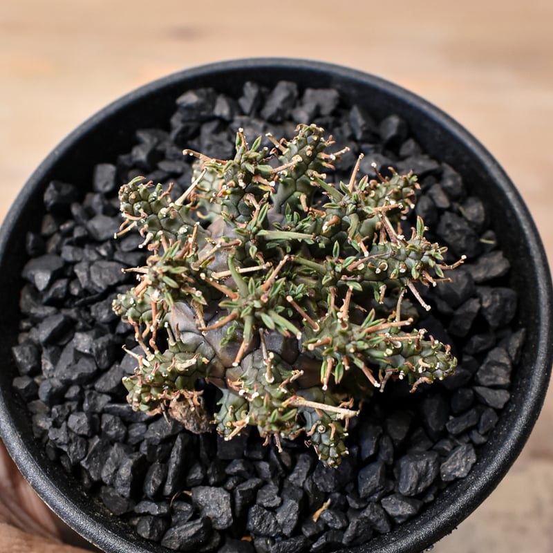 ユーフォルビア デセプタ 【実生】RF25011667 | RAFLUM / ラフラム