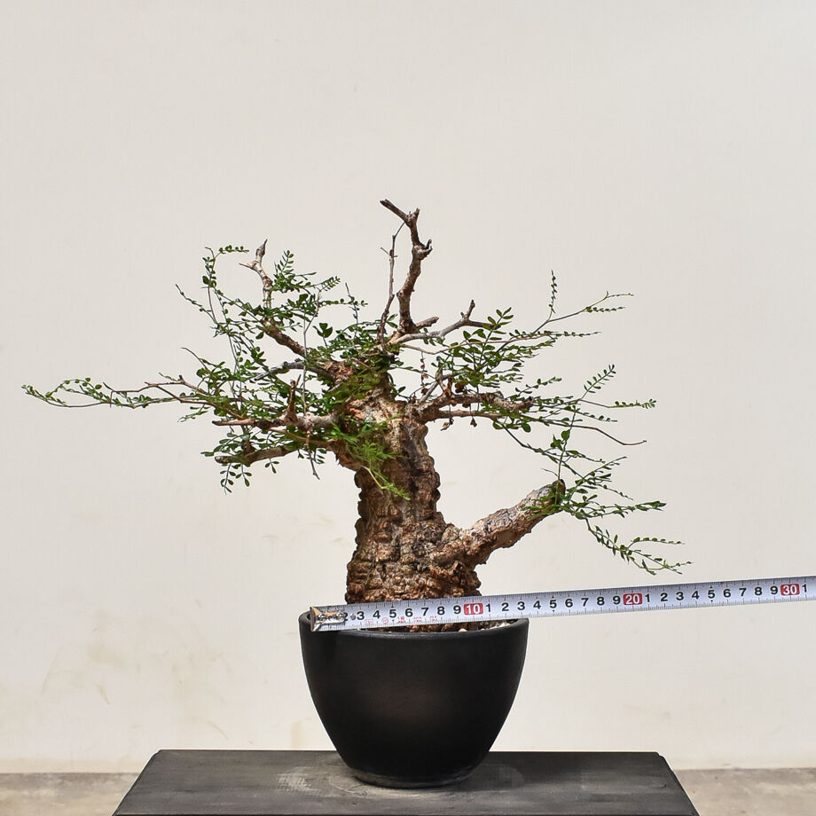 オペルクリカリアパキプス現地球発根済み手乗りサイズ！