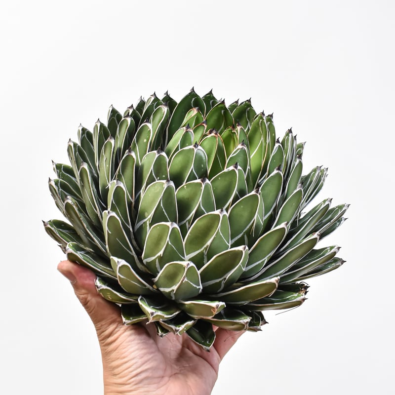 特選 アガベ ヴィクトリアレジーナ サンキング 笹の雪 極上美株 特選 アガベ ヴィクトリアレジーナ サンキング 笹の雪 極上美株