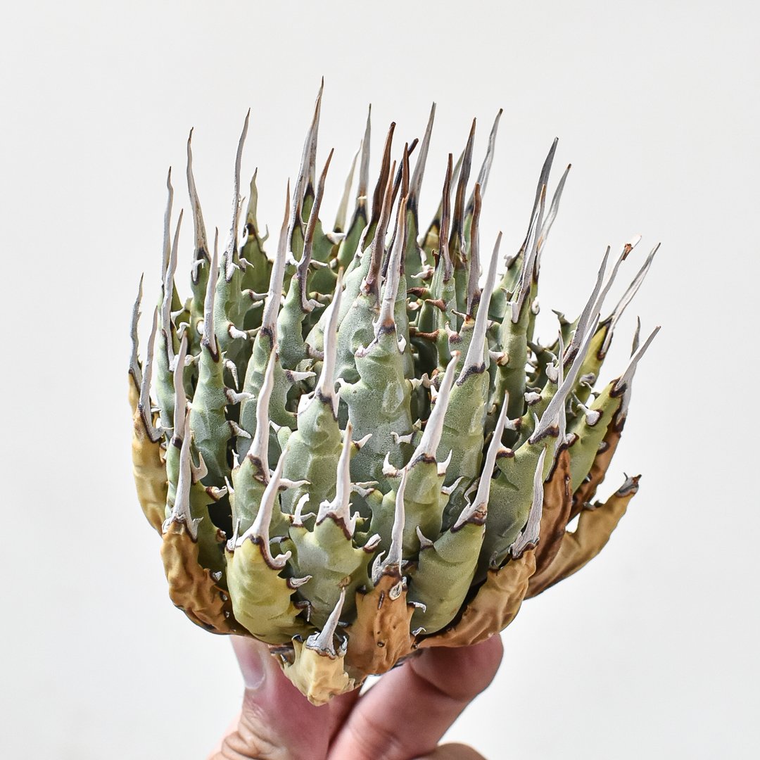 724 アガベ ユタエンシス エボリスピナ アガベ ユタエンシス エボリスピナ（US株） OS12 – linkplants